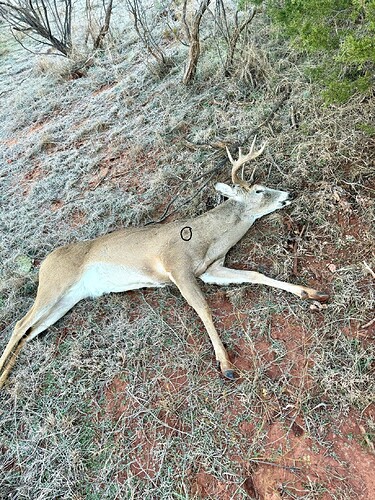 2023 Deer