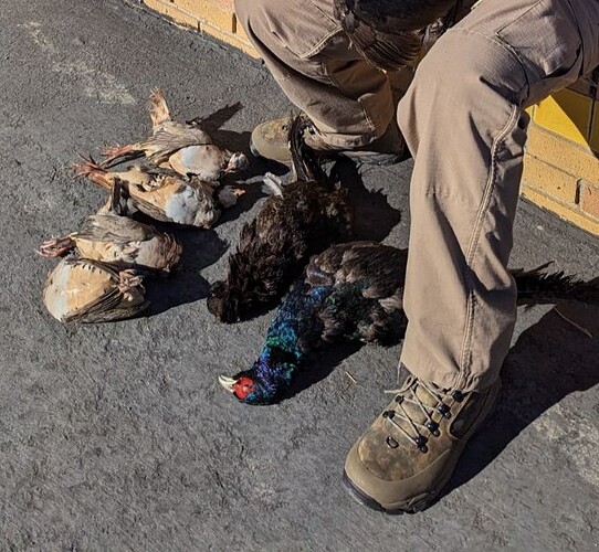 black pheasants